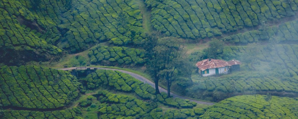 munnar_scenery