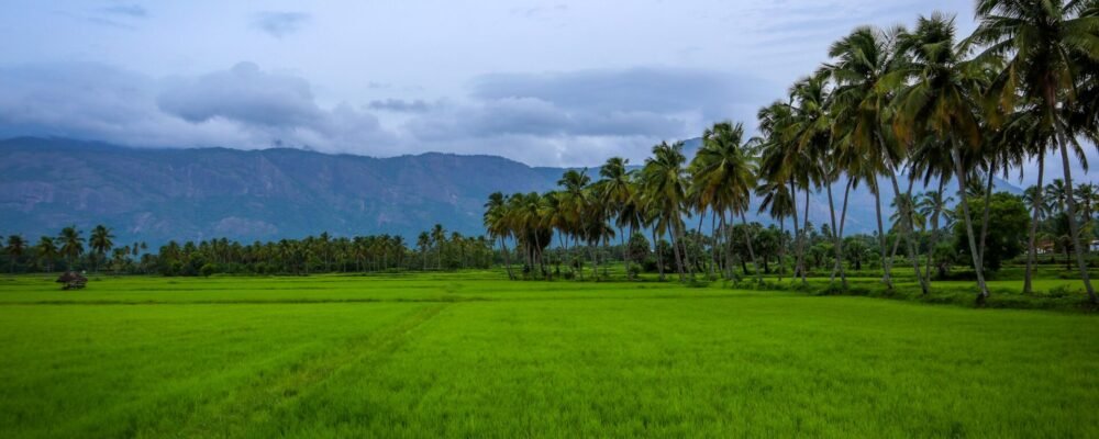 kerala_scenery